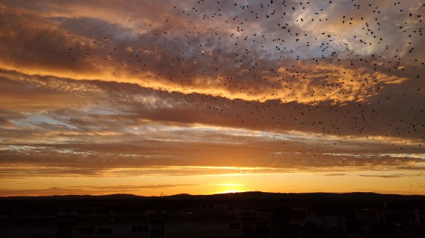 Sunset Birds Clouds Wallpaper