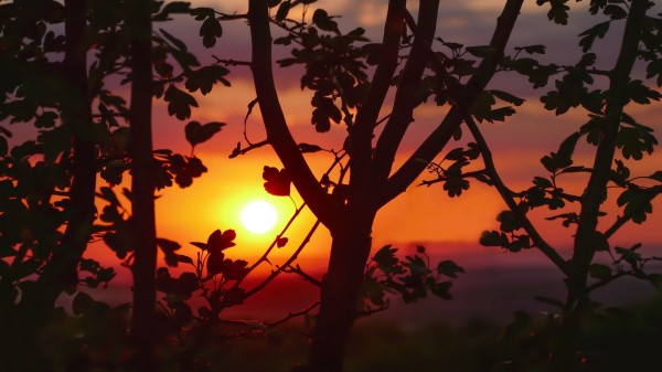 Sunset Branches Leaves Wallpaper