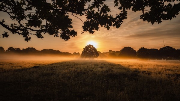 Sunset Fog Tree Wallpaper