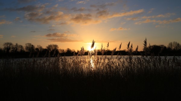 Sunset Grass Ear Wallpaper
