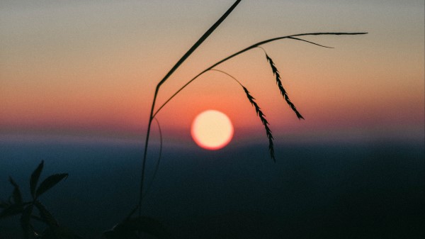 Sunset Grass Ears Wallpaper