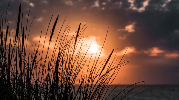 Sunset Grass Sea Wallpaper