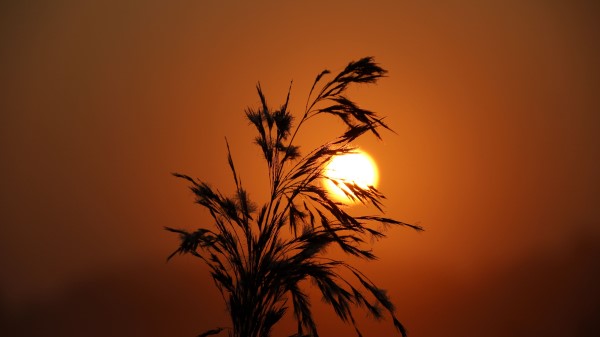 Sunset Grass Silhouette Wallpaper