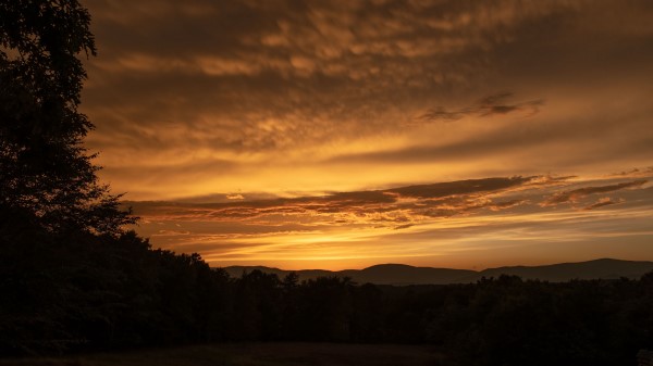 Sunset Hills Trees Wallpaper