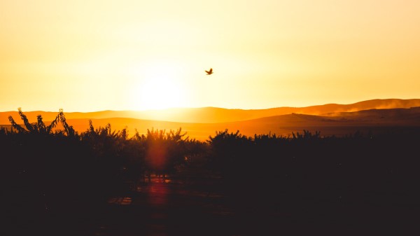 Sunset Horizon Bird Wallpaper