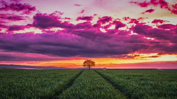 Sunset Horizon Field Tree Grass Clouds wallpaper