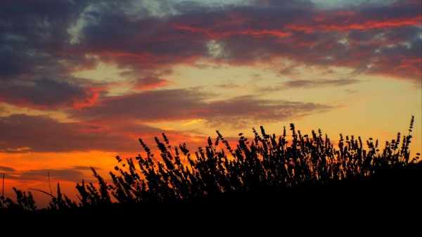 Sunset Lavender Field Wallpaper
