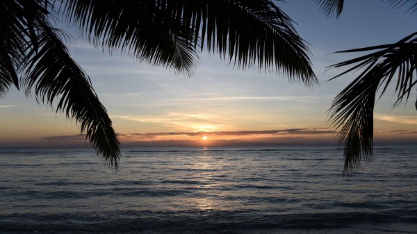 Sunset Palm Sea Image Wallpaper