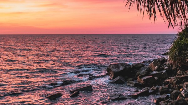 Sunset Palm Sea Wallpaper