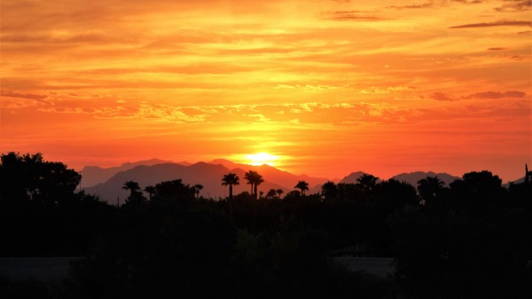 Sunset Palm Trees Hills Wallpaper