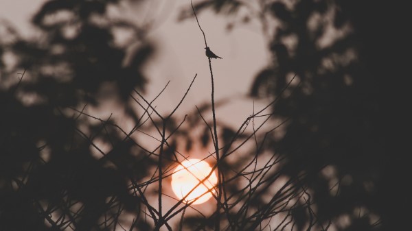 Sunset Sun Branches Wallpaper