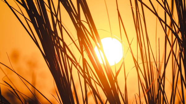 Sunset Sun Grass Image Wallpaper
