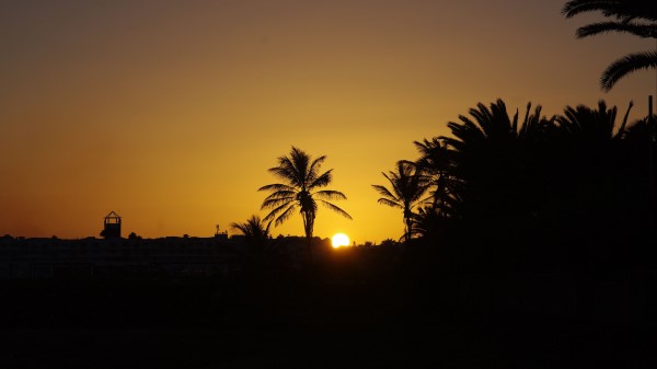 Sunset Sun Palm Trees Wallpaper
