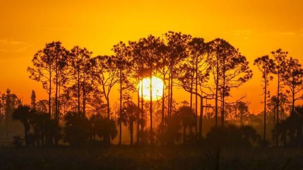 Sunset Sun Trees Wallpaper