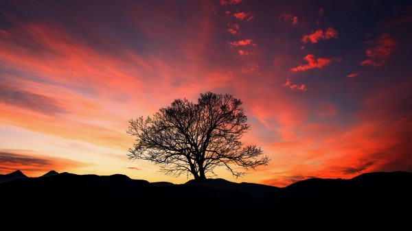 Sunset Tree Clouds Sky Horizon Wallpaper