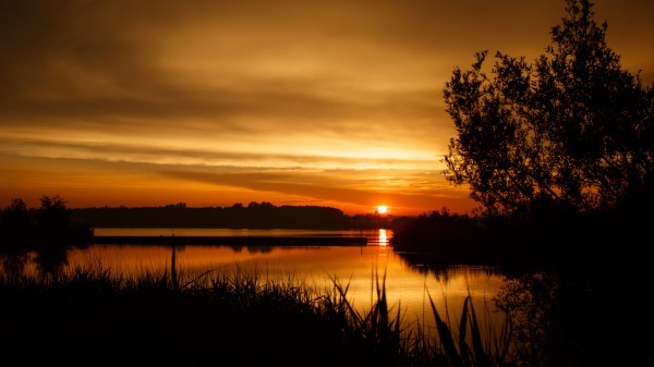 Sunset Tree Horizon Wallpaper