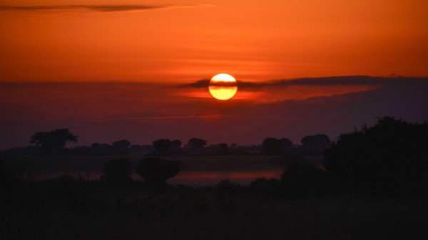 Sunset Trees Bushes Wallpaper