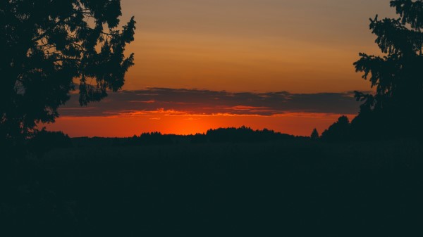 Sunset Trees Horizon wallpaper
