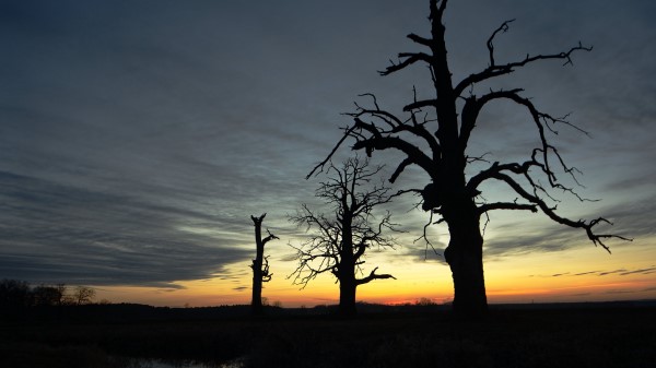 Sunset Trees Silhouette Wallpaper