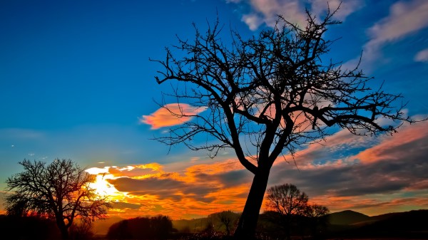 Sunset Trees Sky wallpaper