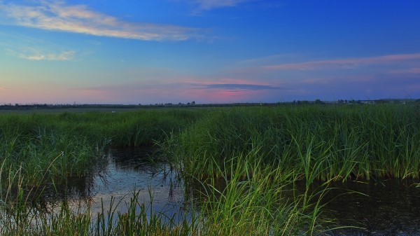Swamp Grass Nature Wallpaper