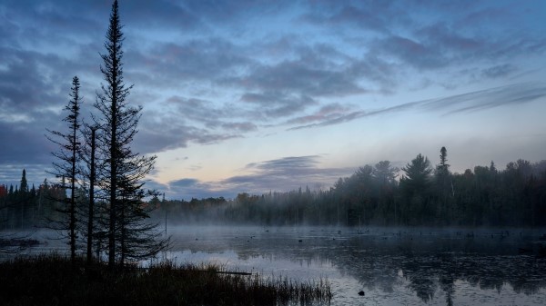 Swamp Trees Fog Wallpaper