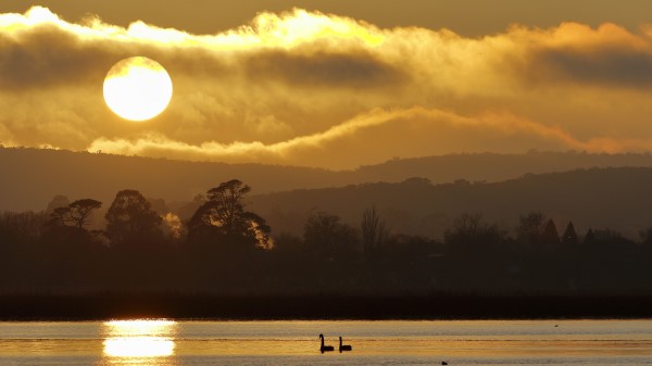 Swans Birds Lake Image Wallpaper