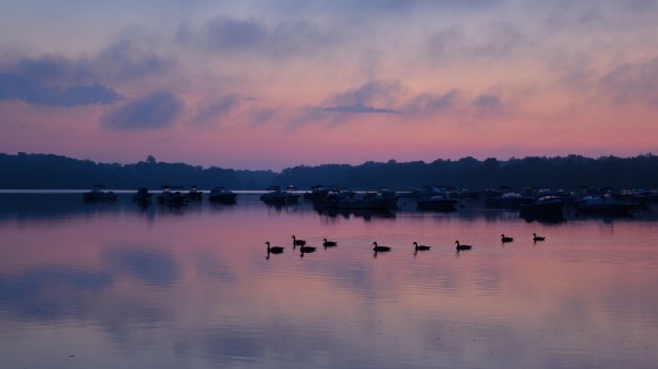 Swans Birds Lake Wallpaper
