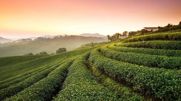 Tea Plantation Landscape Wallpaper