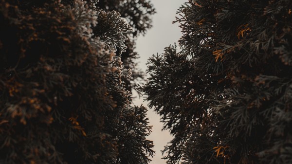 Thuja Trees Needles Wallpaper
