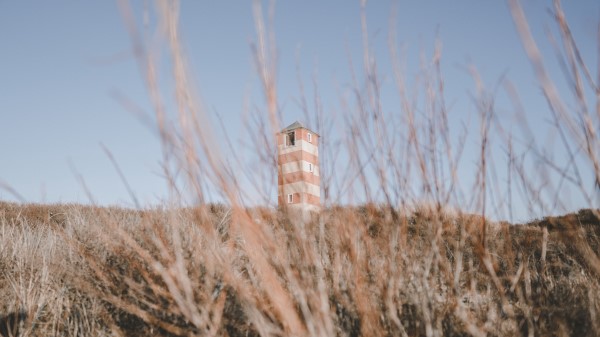 Tower Building Bushes Wallpaper