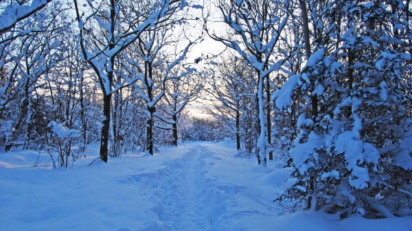 Track Winter Snow Trees Wood Young Growth Bushes Wallpaper