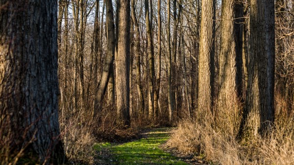 Trail Forest Trees Wallpaper