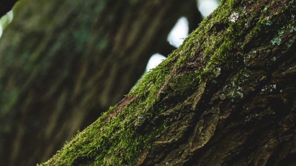 Tree Bark Moss Wallpaper