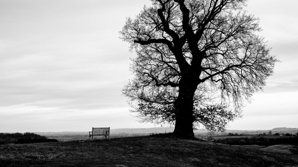 Tree Bench Bw Wallpaper