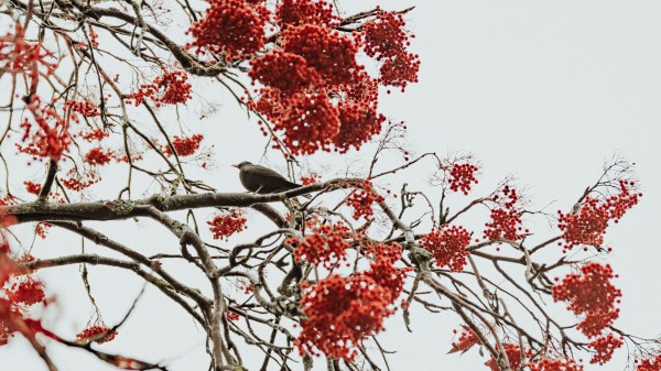 Tree Berries Bird Wallpaper
