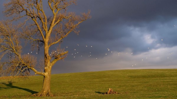 Tree Birds Cloudy Horizon Sky Gloomy Wallpaper