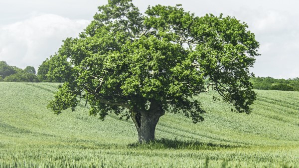 Tree Birds Grass Wallpaper