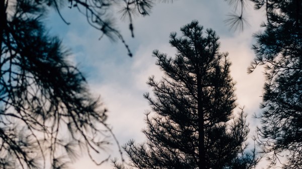 Tree Branches Dark Wallpaper
