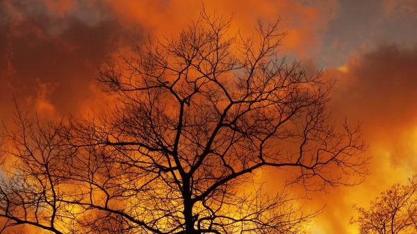 Tree Branches Dawn Wallpaper