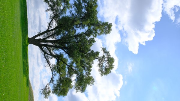 Tree Branches Grass Wallpaper