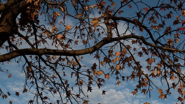 Tree Branches Leaves Image Wallpaper