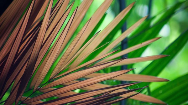 Tree Branches Leaves Tree Wallpaper