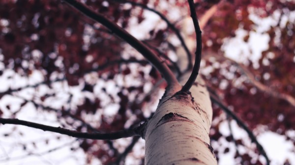 Tree Branches Qhd Wallpaper