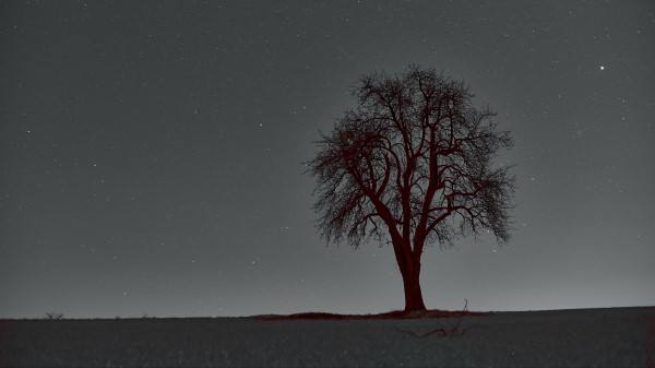 Tree Branches Starry Sky Wallpaper