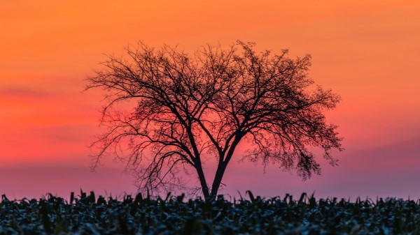 Tree Branches Sunset Wallpaper