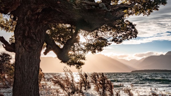 Tree Coast Pebble Wallpaper