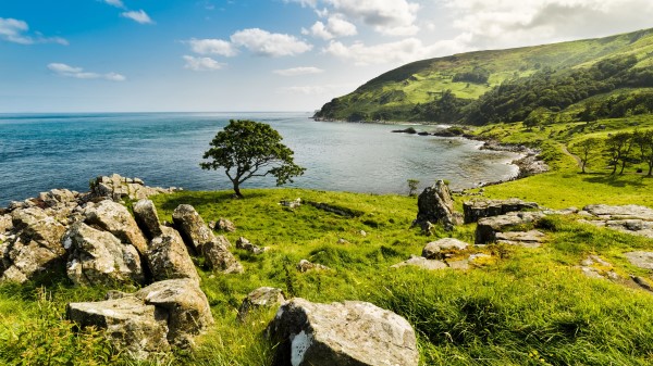 Tree Coast Sea Wallpaper