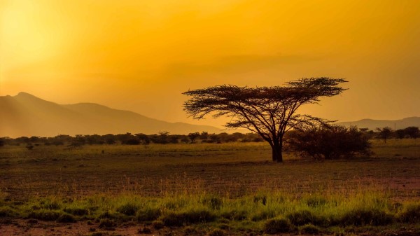 Tree Desert Grass Wallpaper