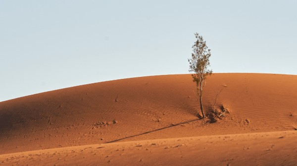 Tree Desert Sand Image Wallpaper